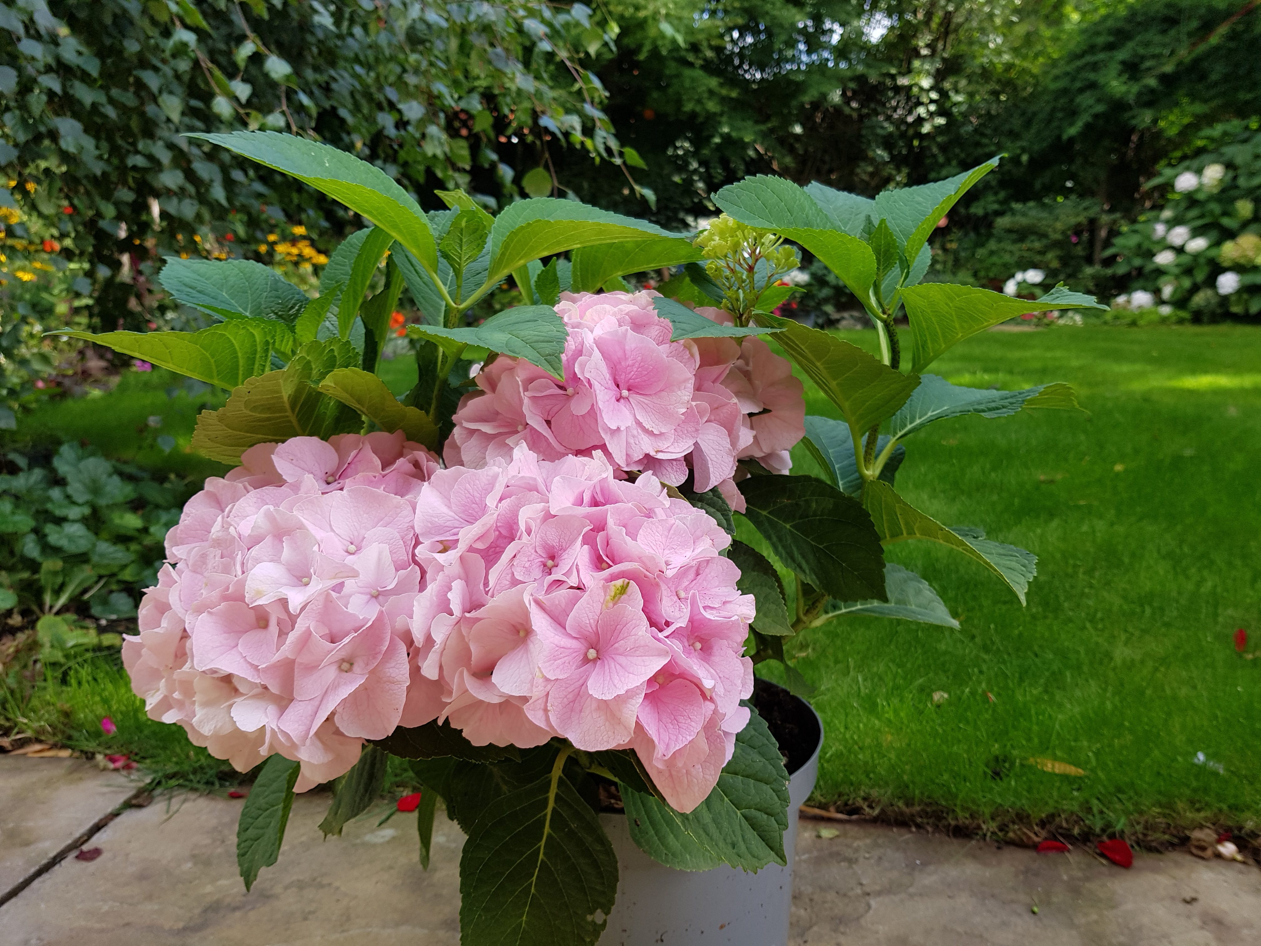 pink flowered Mophead shrub in garden