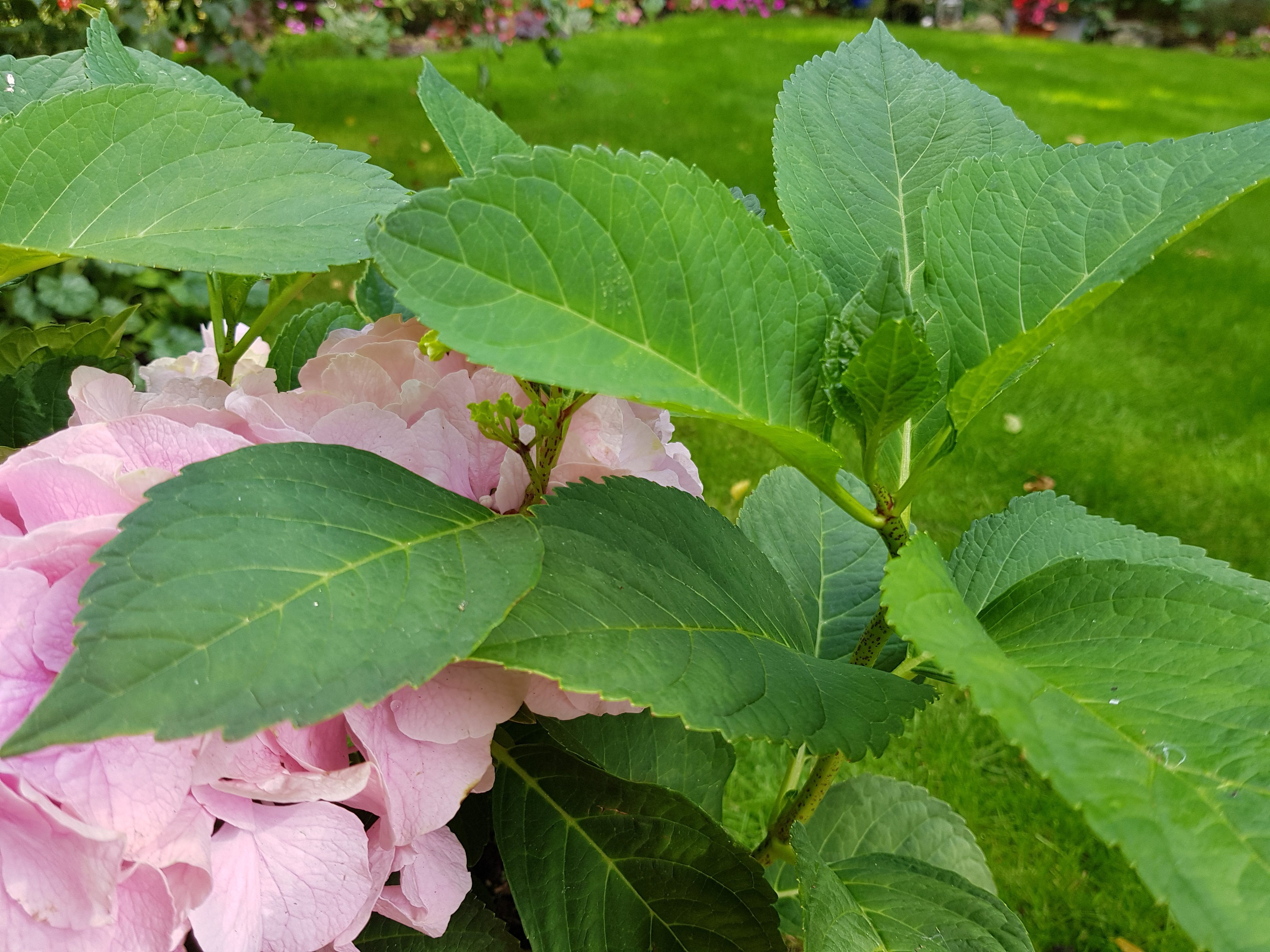 hydrangea stem