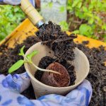 Potting up starter pellets into biodegradable pots with small tool