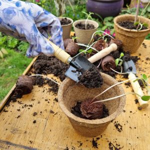 coir plant pots used for potting on