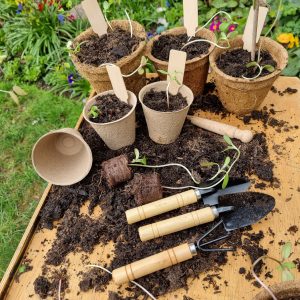 Wooden gardening tools used for propagation