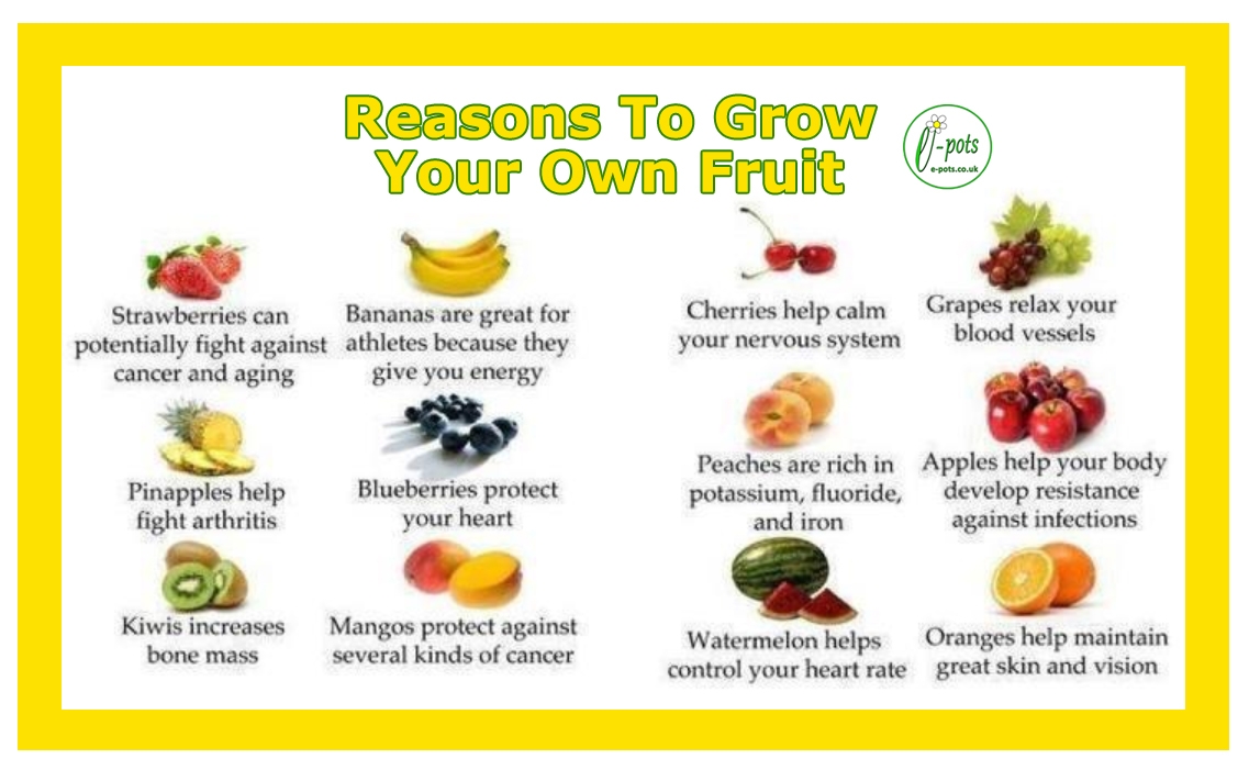 Fruit Reasons