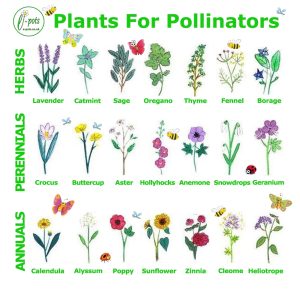 e-pots guide to plants for pollinators