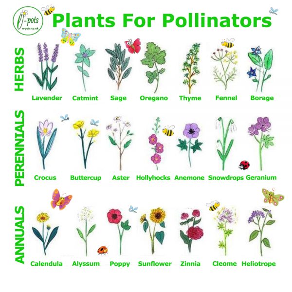 Plants for Pollinators - e-pots