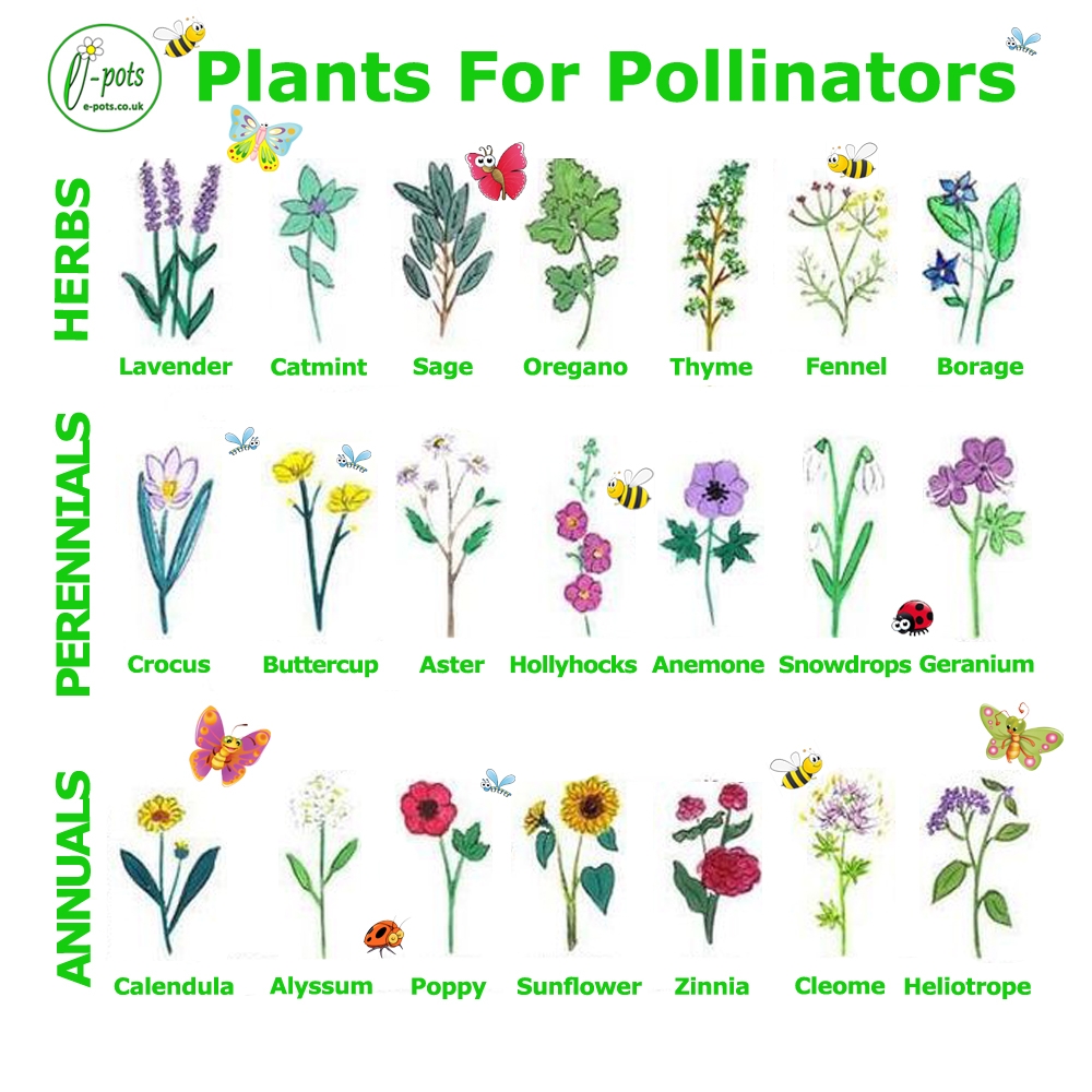 Pollinators List For Kids