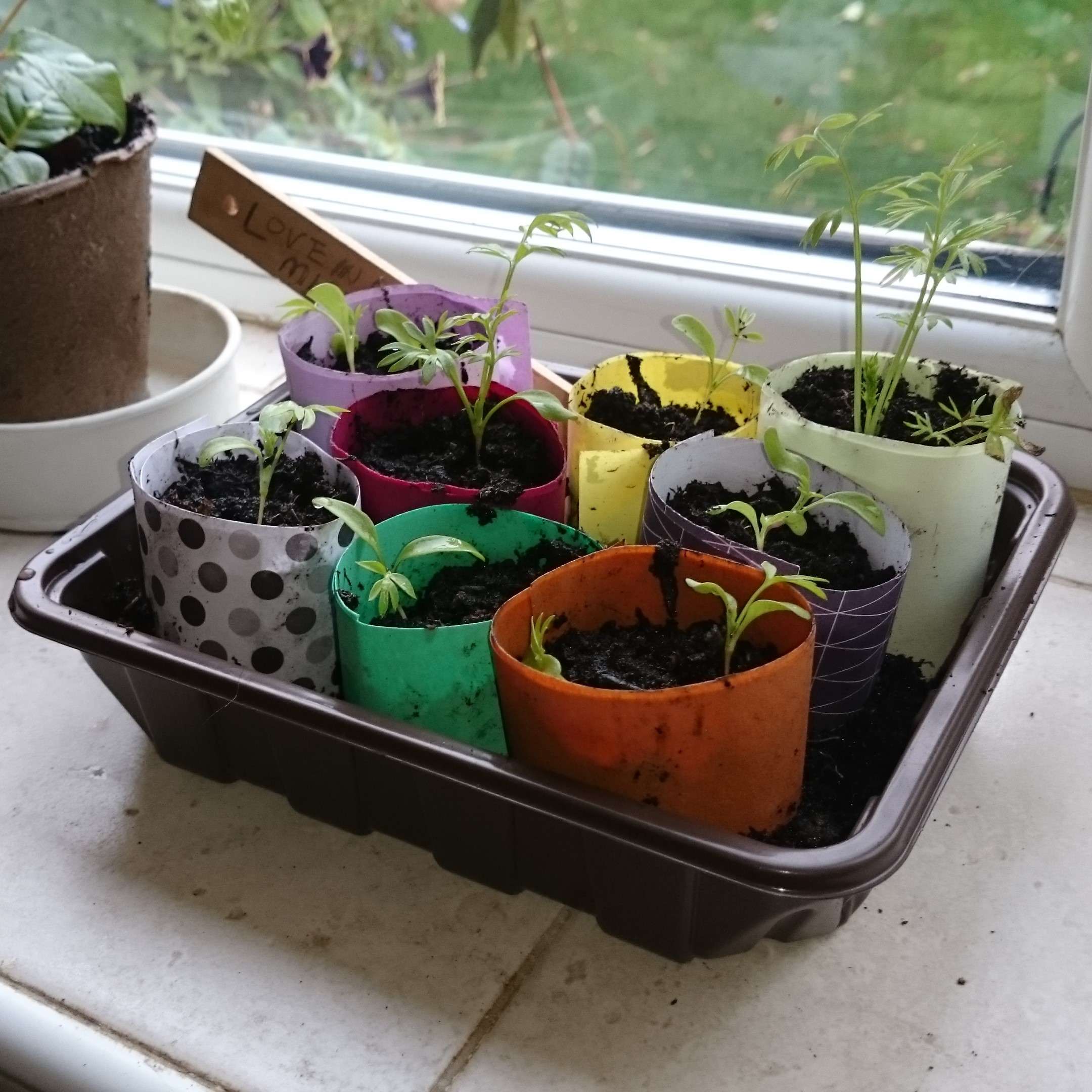 Pretty paper pots on windowsill with seedlings SQ