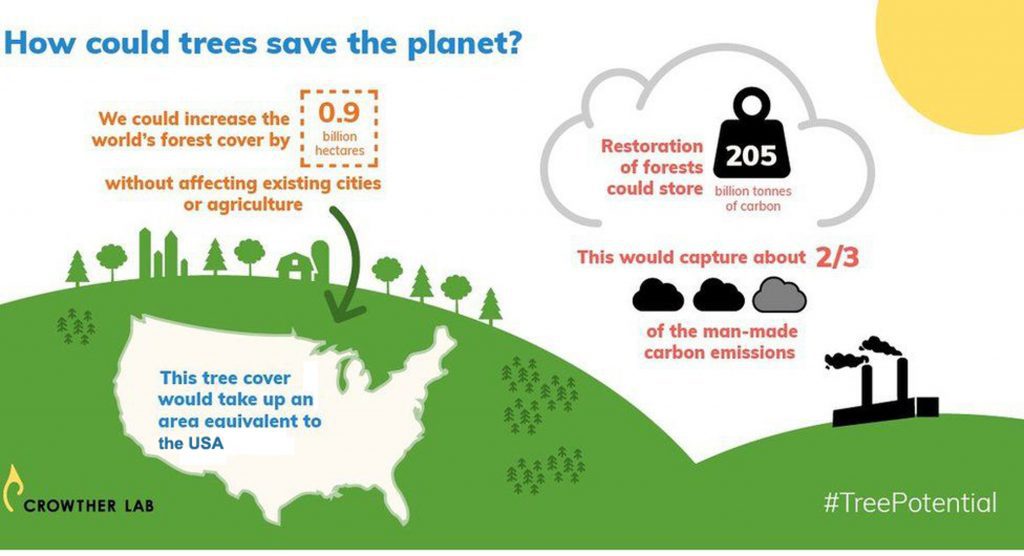 Plant a tree to help tackle the climate crisis