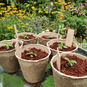 wooden labels with biodegradable pots