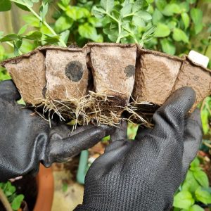 Biodegradable seed cells with sprouted seeds