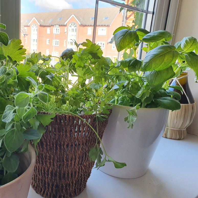 grow your own herbs on windowsill