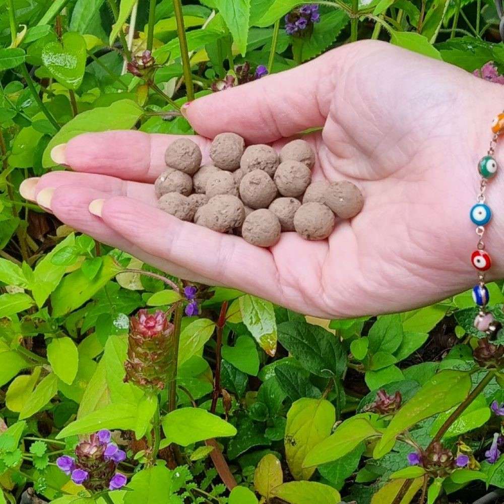 seed balls in hand